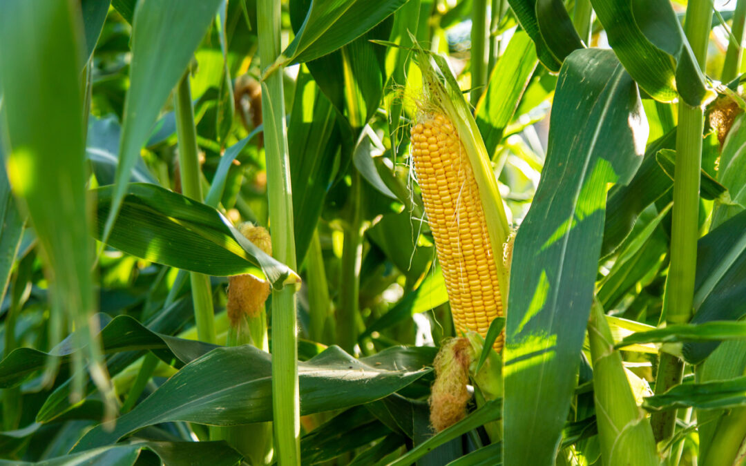 Bank nasion w glebie: dlaczego problem samosiewów wraca co sezon?